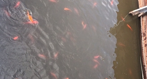 Hàm lượng oxy DO tại khu thí điểm Hồ Tây có kết quả tốt